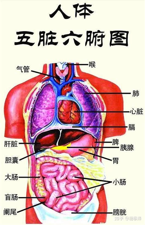 五臟六腑位置圖|人體器官分五臟六腑器官分佈圖，清晰大圖看各個內臟。